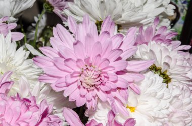 Sonbaharda çiçek açan multilobe Derma krizantem.