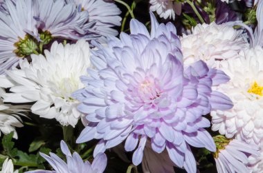 Sonbaharda çiçek açan multilobe Derma krizantem.