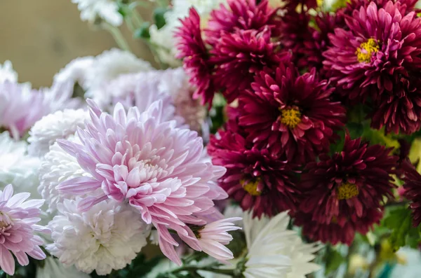 Sonbaharda çiçek açan multilobe Derma krizantem.