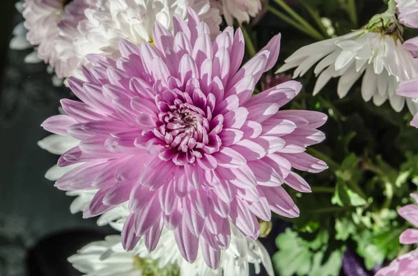 Sonbaharda çiçek açan multilobe Derma krizantem.