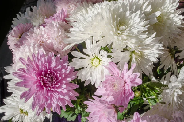 stock image Multilobe colorfull chrysanthemums blooming in the fall.