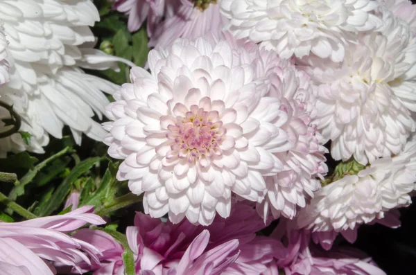 Sonbaharda çiçek açan multilobe Derma krizantem.