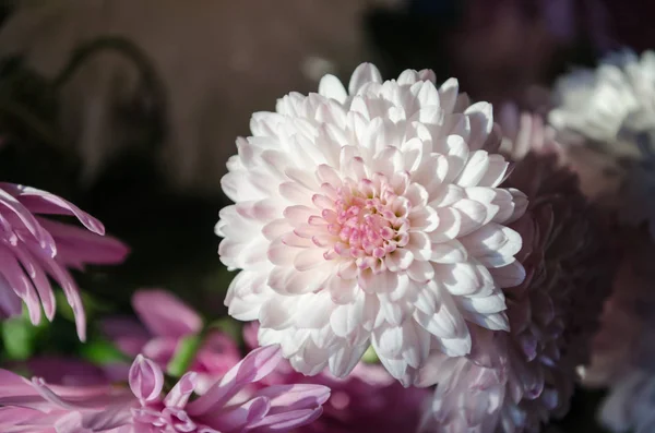 秋に咲く円弧カラフルな菊の花 ストック写真