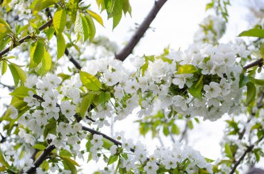 bahar bir dalları üzerinde beyaz küçük çiçekler açar