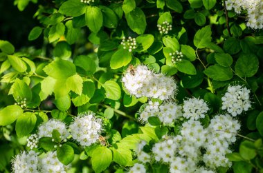 bahar bir dalları üzerinde beyaz küçük çiçekler açar