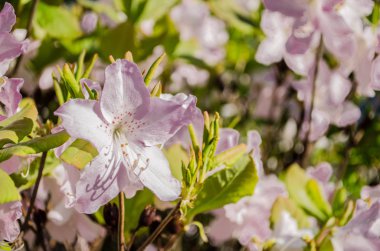 Bahar yeşil bir arka plan üzerinde yumuşak mor çiçekleri