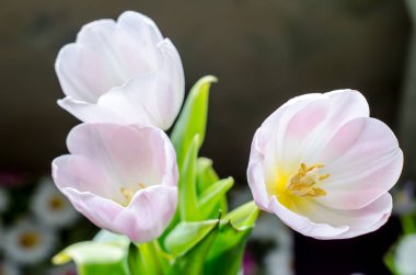 Koyu arka plan üzerinde pembe üç lale