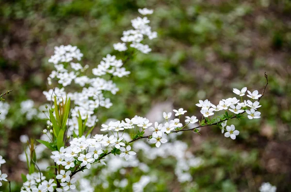 Vita Små Blommor Blomma Våren Grenar — Stockfoto