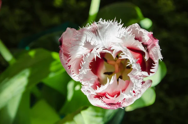 Czerwone Tulipany Białe Frotte Płatkami — Zdjęcie stockowe