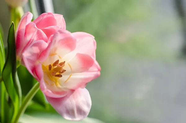 Doucement Rose Trois Tulipes Sur Fond Clair — Photo