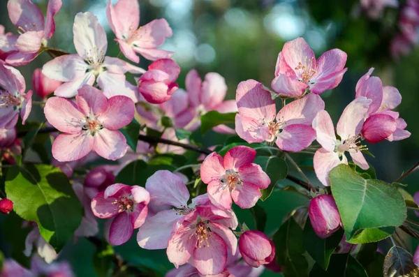Kwiaty Różowe Jabłka Jest Pełnym Rozkwicie Spring — Zdjęcie stockowe