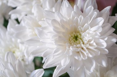 Ukrayna'da sonbaharda çiçek açan multilobe Derma krizantem.