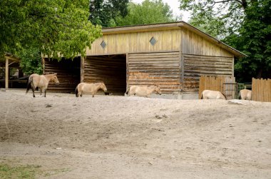 bir sıra akıllı at Przhevalsky Kiev Hayvanat Bahçesi.