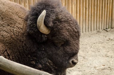 büyük kahverengi bizon boynuzu Kyiv Hayvanat Bahçesi ile.