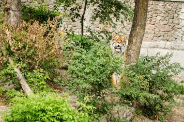 Kaplan sen ağaç altındaki çalılık Kiev Hayvanat bahçesinde oturan bakıyor.