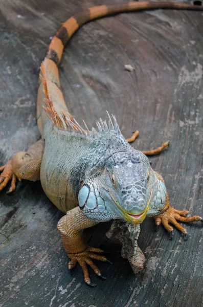 Green Big Lizard Striped Tail Stares Glass Kiev Zoo — Stock Photo, Image