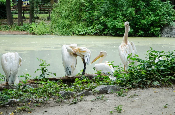 Pelicans Nettoyer Les Plumes Regardant Caméra Près Étang Dans Zoo — Photo