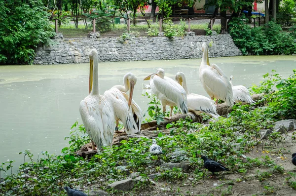 Pelikane Putzen Federn Und Blicken Die Kamera Teich Kiewer Zoo — Stockfoto