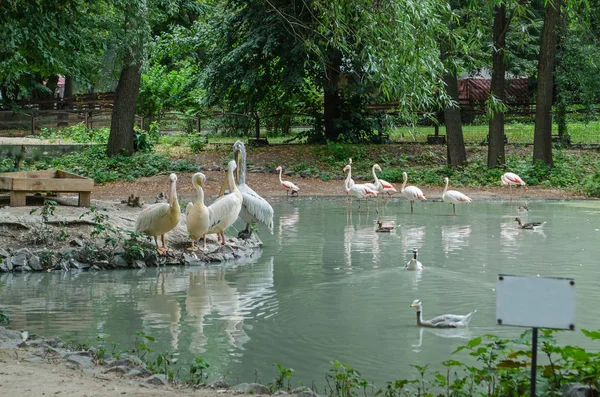 Pelikan Flamingolar Tabela Ile Gölet — Stok fotoğraf