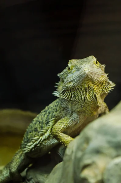 Hijau Guana Melihat Anda Melalui Kaca Kebun Binatang Kiev — Stok Foto