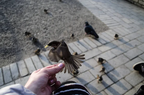 Mata Fåglarna Med Händer — Stockfoto