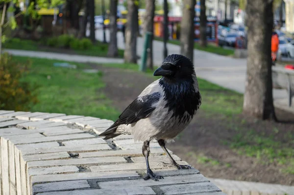 Ciekaw Szary Wrona Jest Watchingin Park Zbliżenie — Zdjęcie stockowe