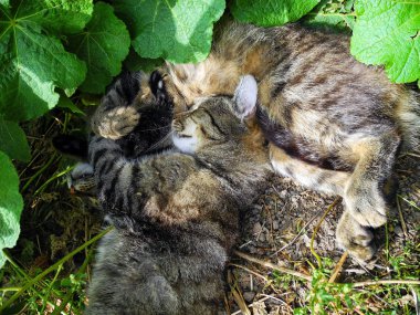 iki kedi birlikte çimenlerde dinlenme.