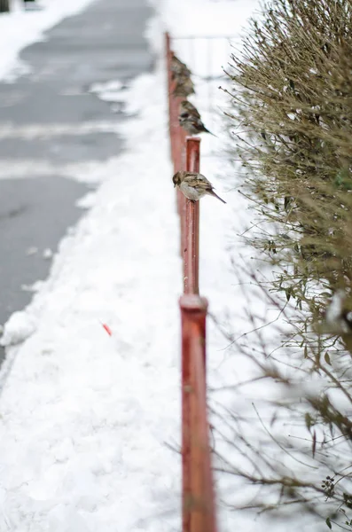 Sparvar Sitta Ett Staket Snörik Vinter — Stockfoto