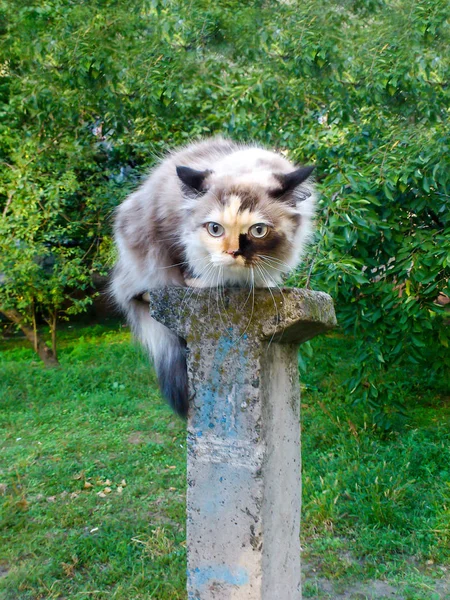 Domestic cat sits on a pole. Scared in outdoor.