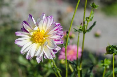 Pembe çiçek yeşil arka plan üzerinde çiçeklenme.