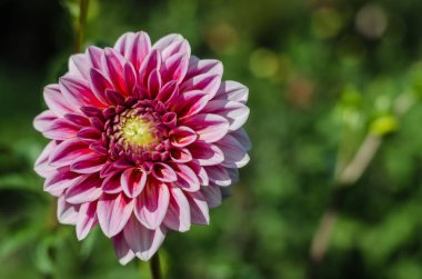 Kırmızı - beyaz çiçek yeşil arka plan üzerinde çiçeklenme.