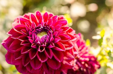 Kırmızı çiçek yeşil arka plan üzerinde çiçeklenme.