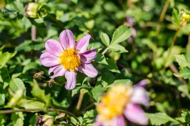 Pembe - beyaz çiçek yeşil arka plan üzerinde çiçeklenme.
