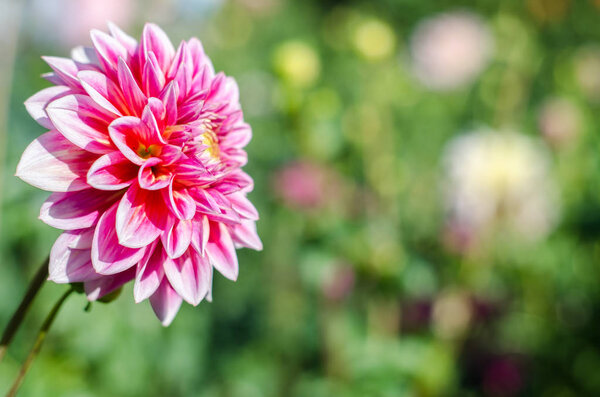 Red - white flower blooming on green background.