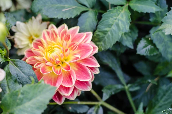 Red Yellow Flower Blooming Green Background — Stock Photo, Image