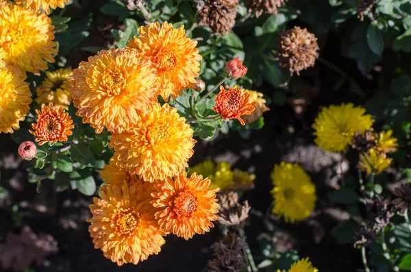 Orangefarbene Blumen Blühen Auf Grünem Hintergrund — Stockfoto