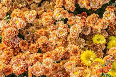 Ukrayna botanik parkında sonbaharda çiçek açan multilobe turuncu krizantem.