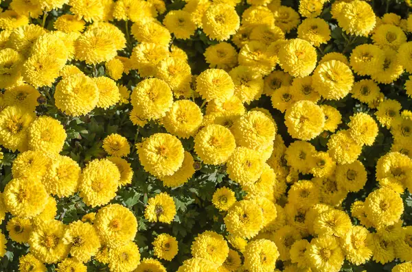 Multilobe Sárga Krizantém Virágzó Őszén Egy Botanikus Park Ukrajna — Stock Fotó