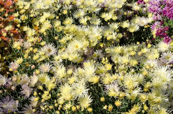 Multilobe Yellow Flowers Blooming Fall Botanical Park Ukraine — Stock Photo, Image
