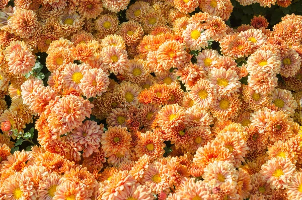 Multilobe Orange Chrysanthemums Blooming Fall Botanical Park Ukraine — Stock Photo, Image