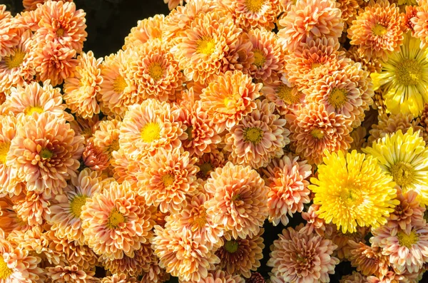 Chrysanthèmes Multicolores Orange Jaune Fleurissant Automne Dans Parc Botanique Ukraine — Photo
