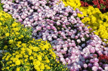 Sarı ve pembe çim doku çiçek açan çiçekler. Sonbahar çiçek arka plan.