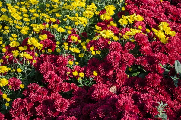 Vörös és fehér gyep, virágok, virágok virágzó textúra. Őszi virágok háttér. — Stock Fotó