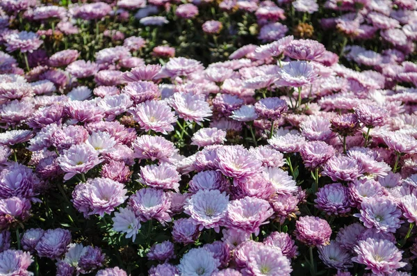 Multilobe Rózsaszín Krizantém Virágzó Őszén Egy Botanikus Park Ukrajna — Stock Fotó