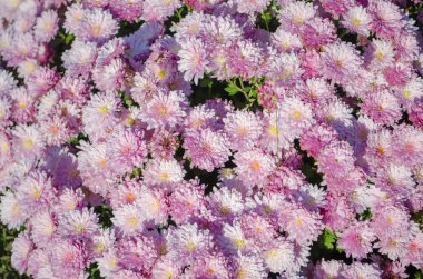 Ukrayna botanik parkında sonbaharda çiçek açan multilobe pembe krizantem.