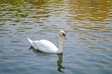Beyaz Kuğu gölde yüzüyor. Portre.