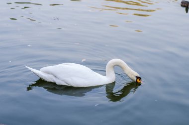 Beyaz Kuğu gölde yüzüyor. Portre.