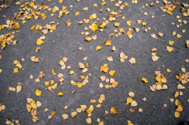 asfalt üzerinde sarı sonbahar Birch doku bırakır