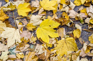 sarı sonbahar huş ve akçaağaç doku yere bırakır