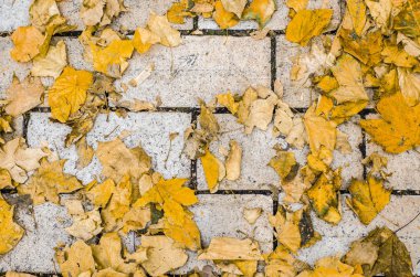 duvar dokusu sarı sonbahar akçaağaç yaprakları